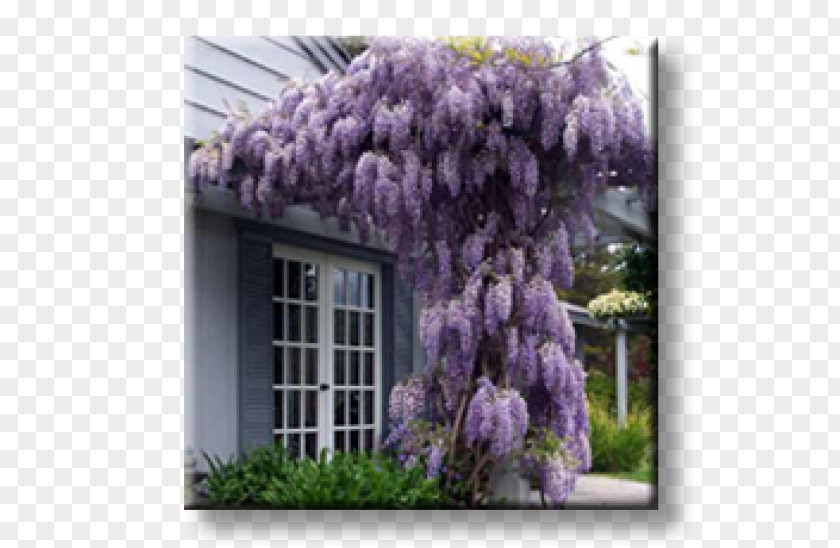 Tree Wisteria Sinensis Floribunda Vine Bonsai PNG