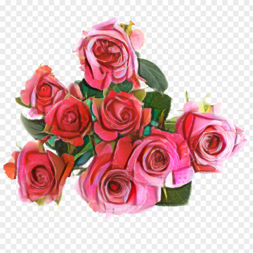 Garden Roses Flower Cabbage Rose Pink PNG