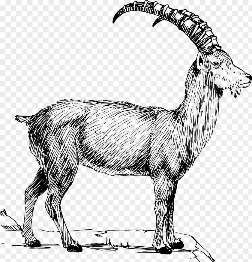 Goats Alpine Ibex Goat Boer Mountain Clip Art PNG