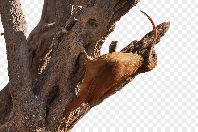 /m/083vt Tree Wood Snout PNG