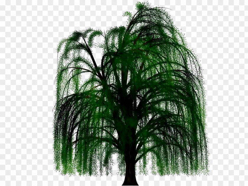 Palm Trees PNG