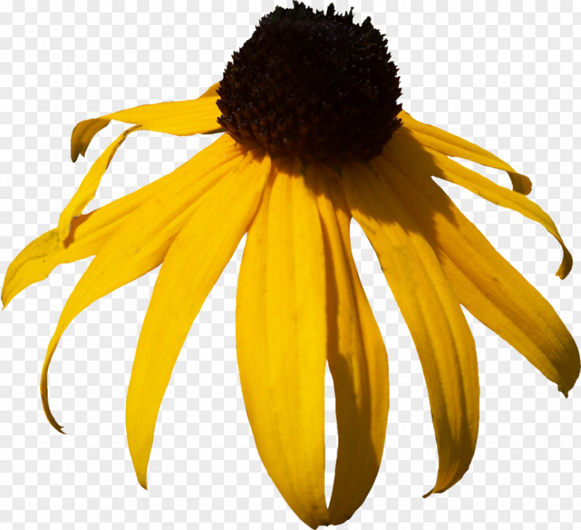 Yellow Daisy Pictures Blackeyed Susan Clip Art PNG