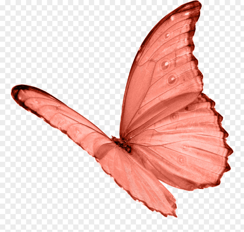 Butterfly Papillon Dog A New Day For Heaven Shadow Mind Under The Sign Of Evil PNG