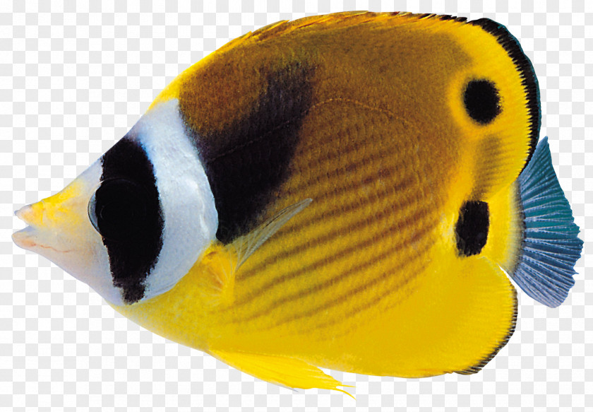 Goldfish Coral Reef Fish Clip Art PNG