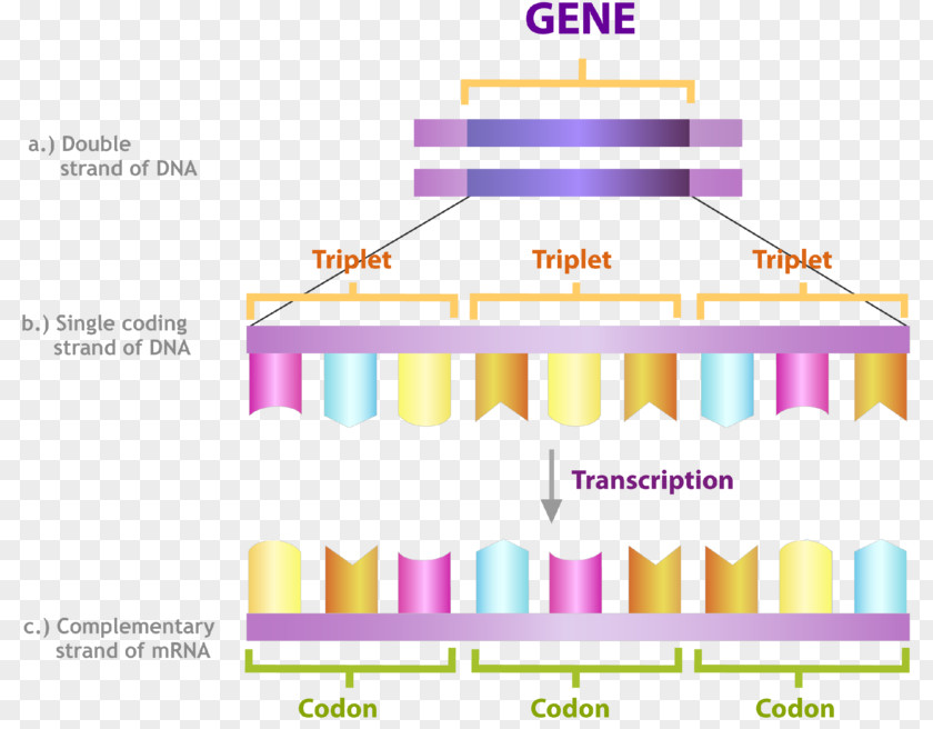 Invertebrate Codon DNA Transcription RNA Nucleic Acid Sequence PNG