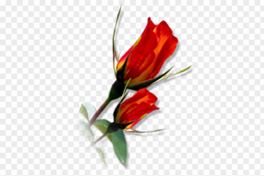 Photoshop Cut Flowers Tulip Floral Design Floristry PNG