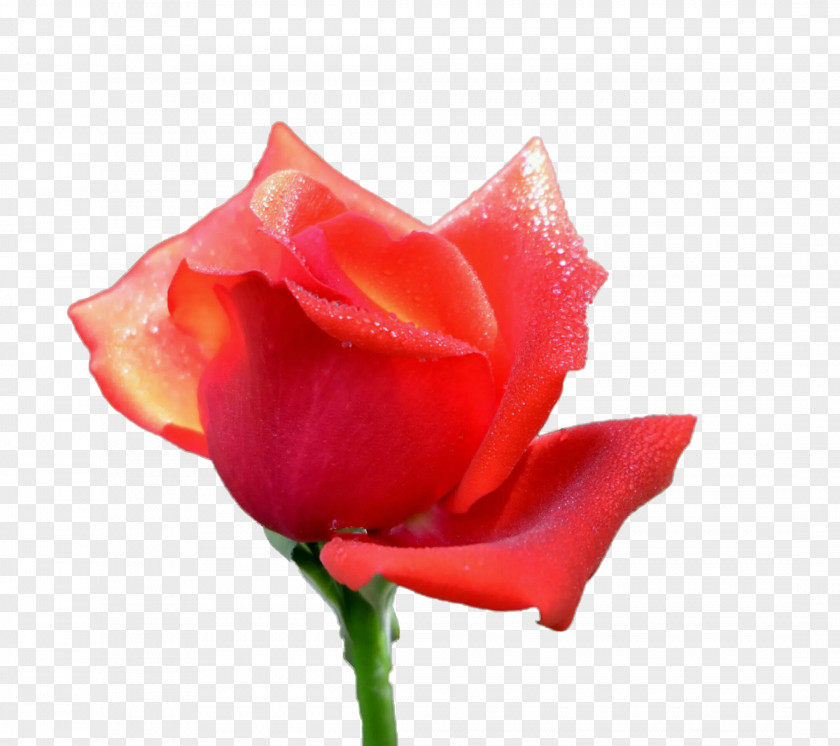 A Rose Rosa Chinensis Garden Roses Centifolia Floribunda Petal PNG