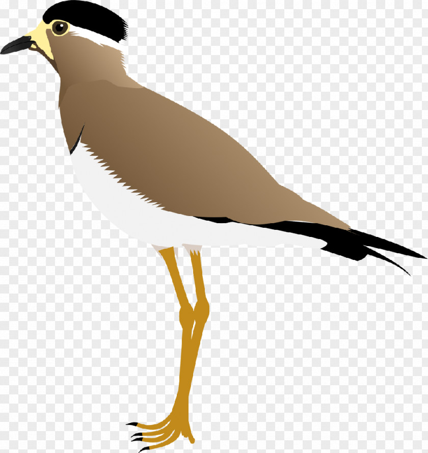 Ashy Crowned Sparrowlark Wader Yellow-wattled Lapwing Red-wattled Bird PNG