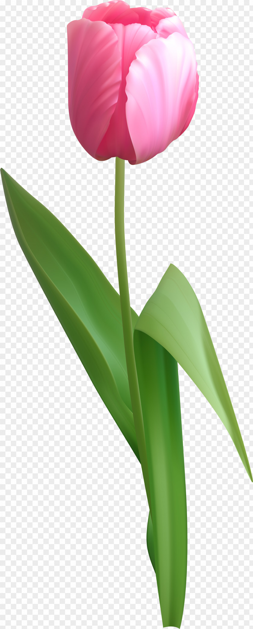 Clip Art Tulip Image Flower PNG