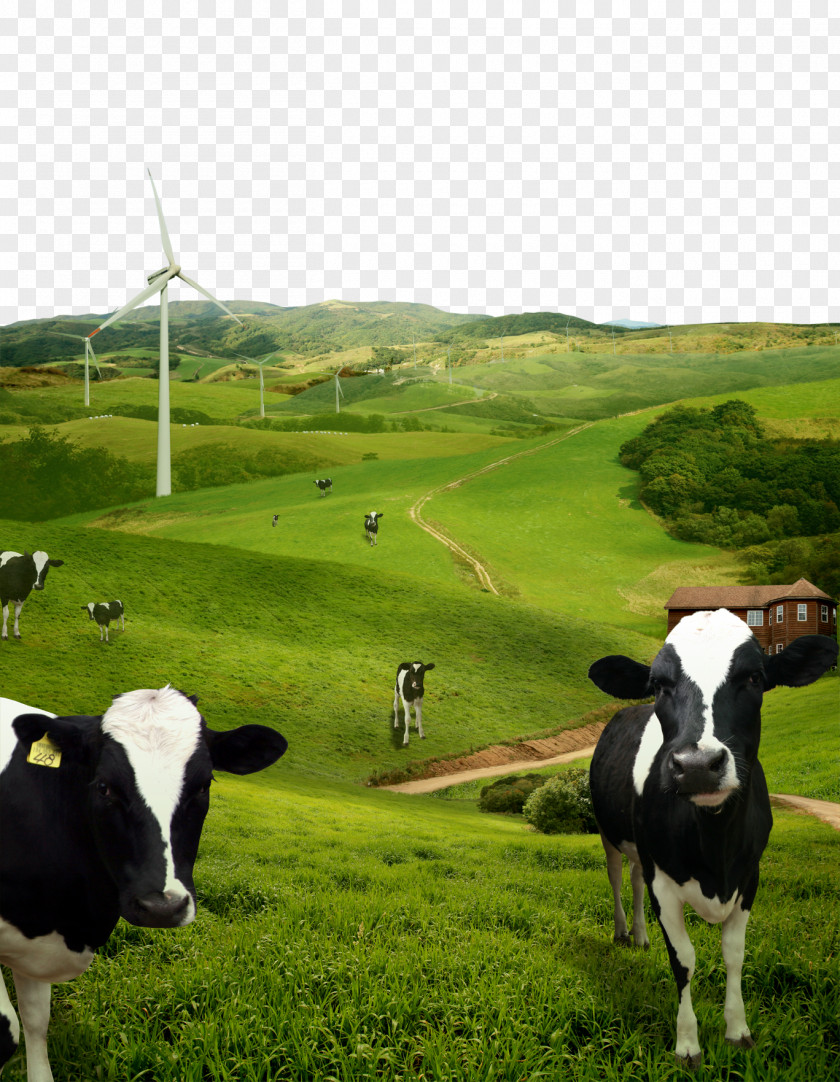 Cow Pasture Cattle Farm Layered Image File Format PNG