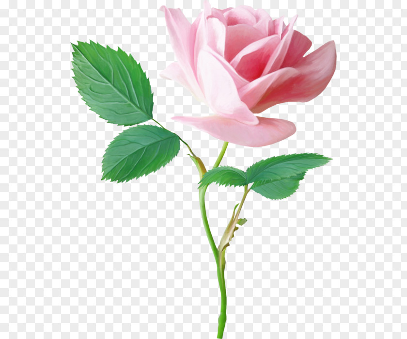 Flower Garden Roses Pink Centifolia PNG