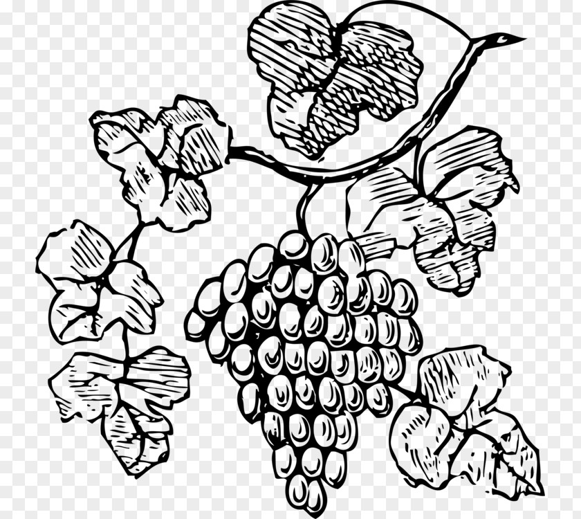 Grape Drawing Common Clip Art Wine Openclipart Free Content PNG