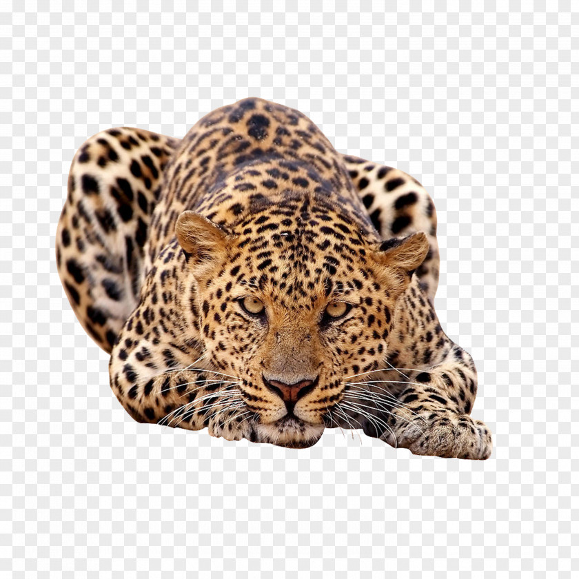 Leopard Amur African Felidae Tiger PNG