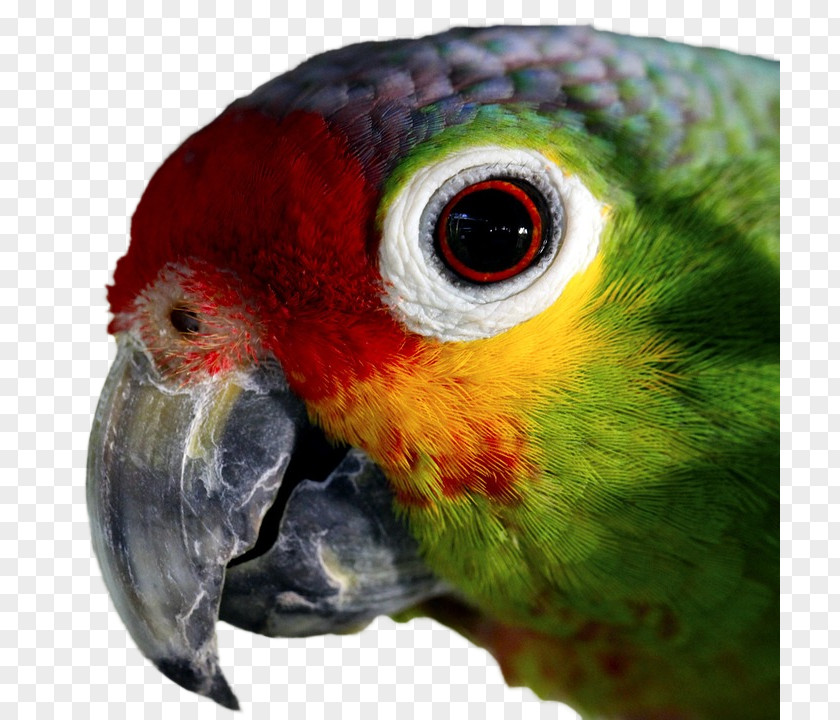 Parrot Amazon Bird Parakeet Macaw PNG