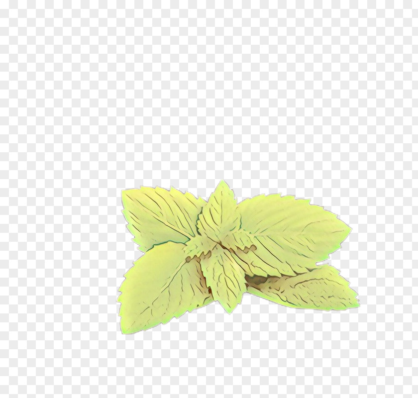 Petal Flower Green Leaf Yellow Plant PNG