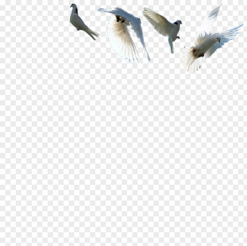 Pigeons Rock Dove Bird Columbidae Feather PNG