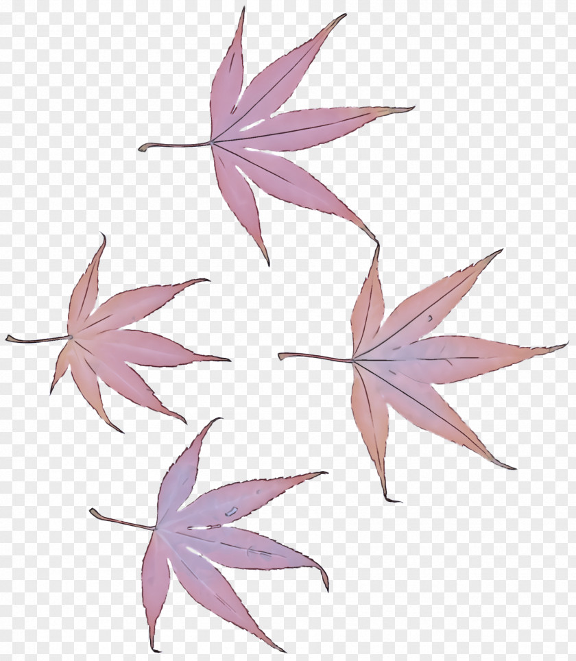 Sweet Gum Maple Leaf PNG