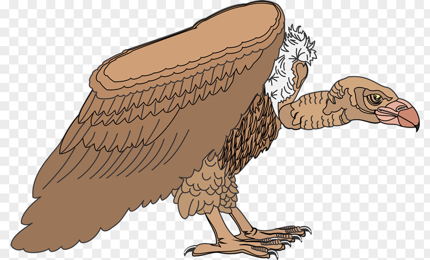 Aves Eagle Vulture Hawk Clip Art PNG