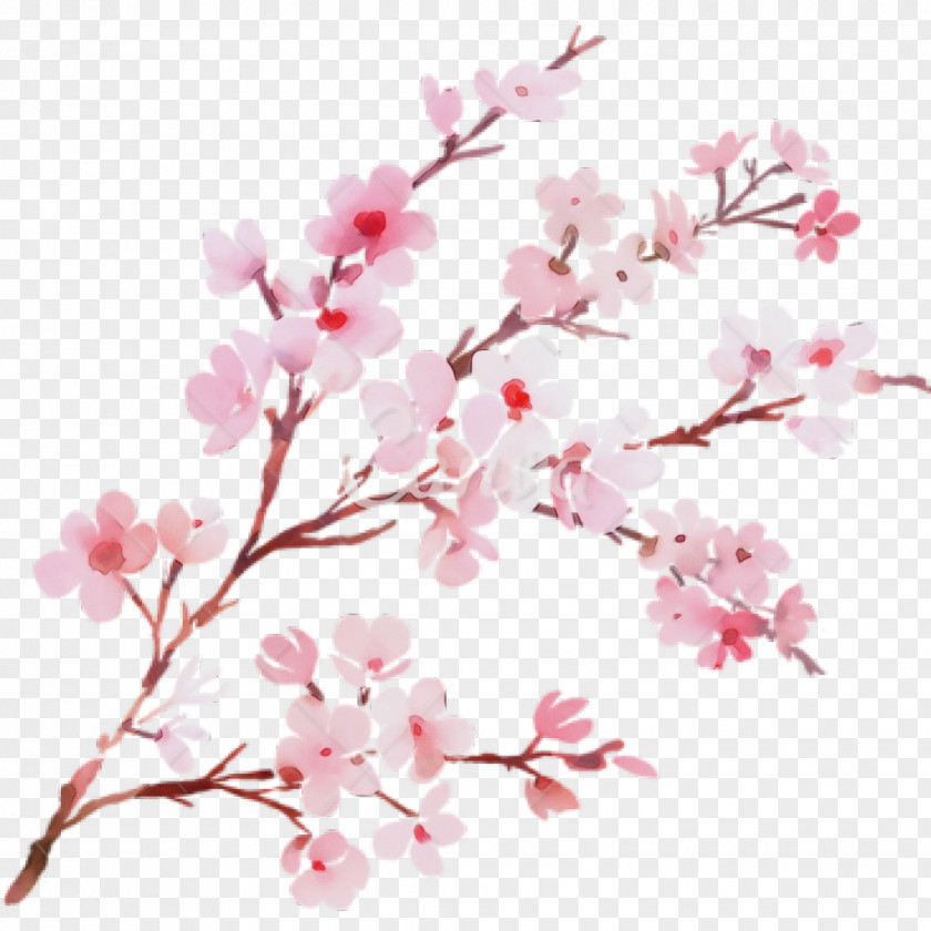 Cut Flowers Flowering Plant Cherry Blossom Tree Drawing PNG