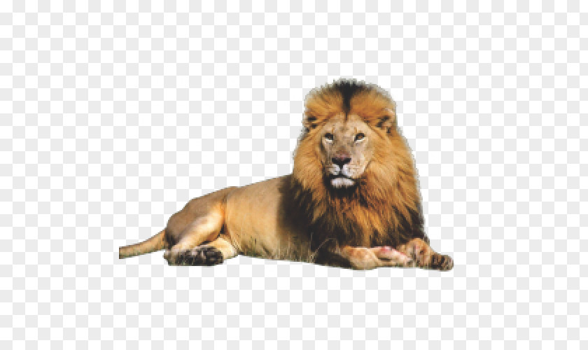East African Lion Felidae Clip Art PNG