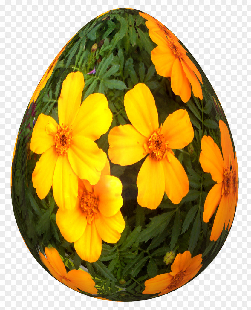 Egg Flowers Winter Squash Cucurbita PNG