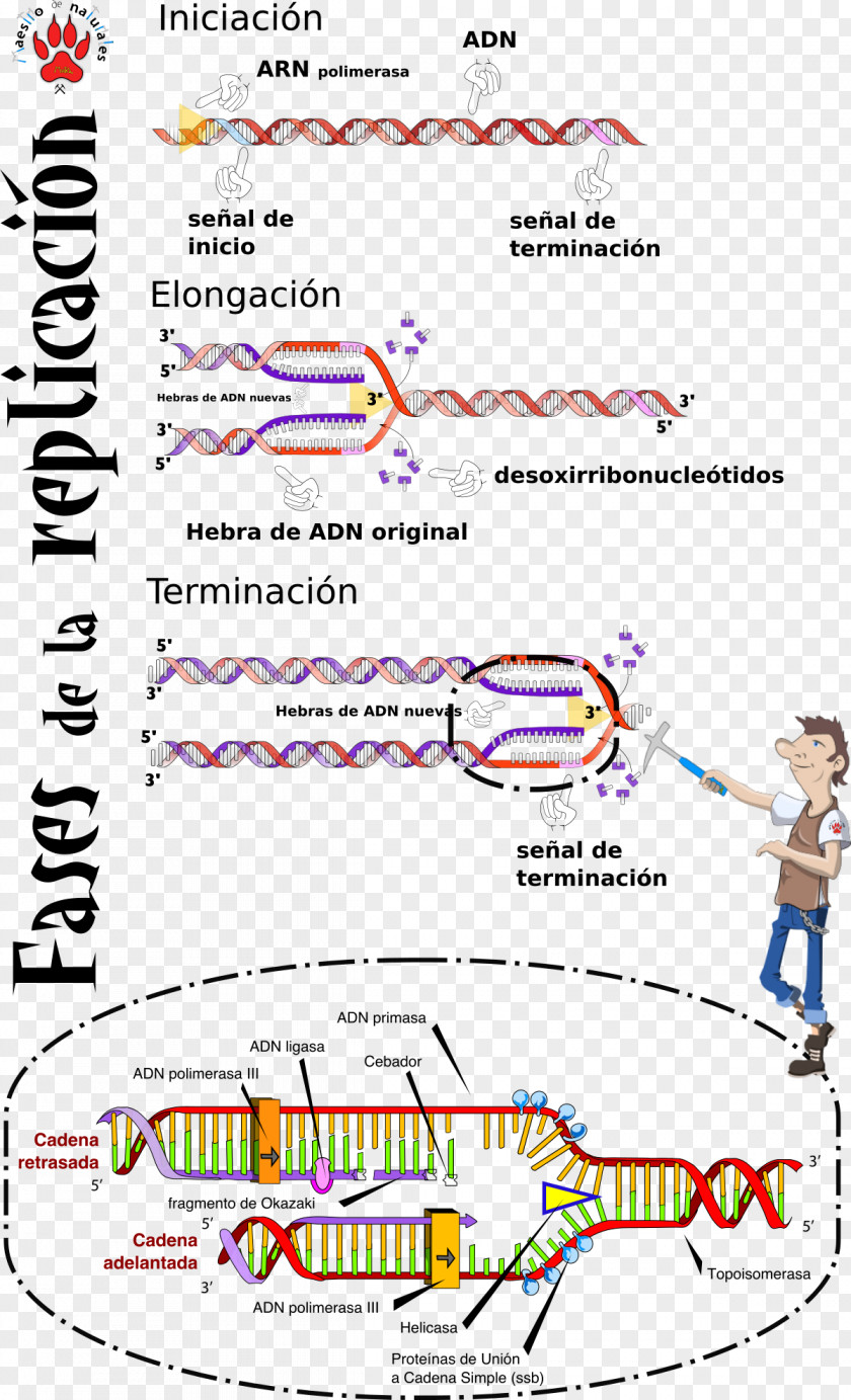 Internet Concept DNA Replication S Phase Origin Of Mutation PNG