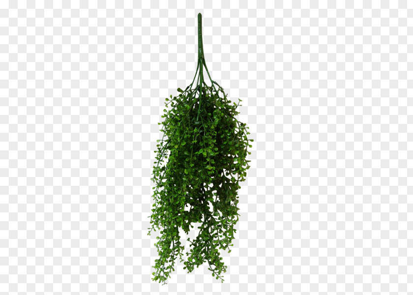 Leaf Vine Syngonium Podophyllum Plant Tree PNG