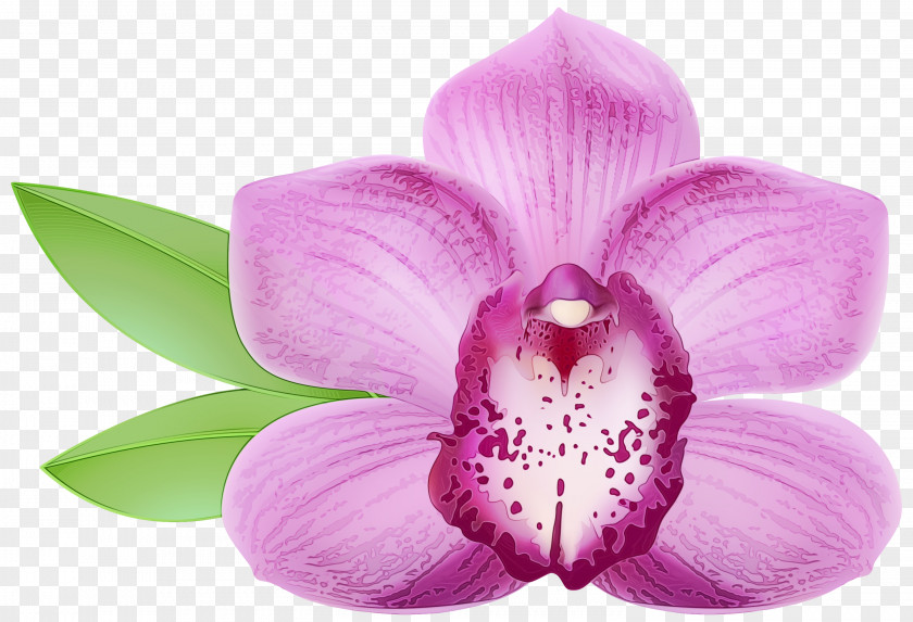 Moth Orchid Magenta Flowering Plant Petal Flower Pink Purple PNG