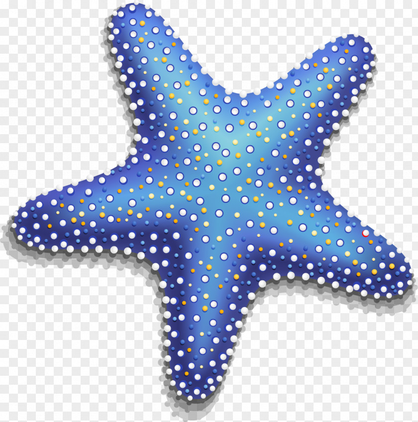 Vector Starfish Tourism Information PNG