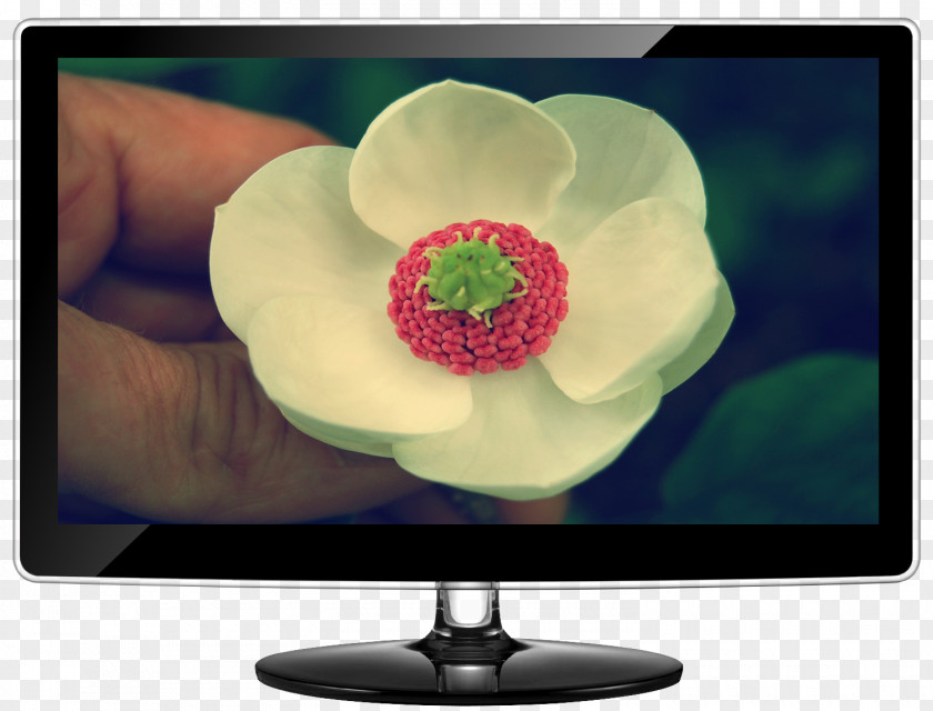 Hand Flower Computer Monitors Television Samsung PNG