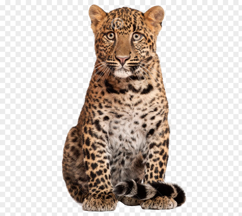 Leopard Stock Photography Shutterstock PNG
