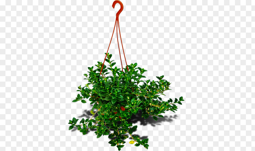 Shrub Branch Ornamental Plant Garden Flowerpot PNG