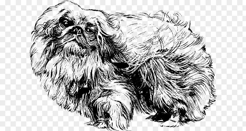 SPITZ GERMAN PUPPY Pekingese Pug Shih Tzu Japanese Chin Puppy PNG