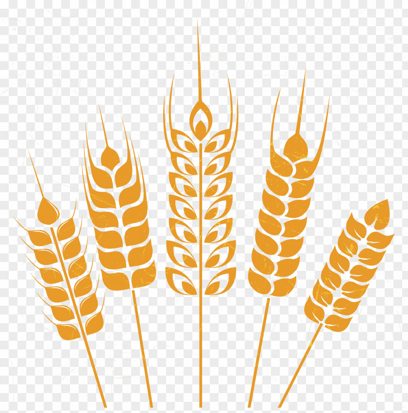 Yellow Wheat Muang Uthai Thani Kindergarten Adobe Illustrator PNG