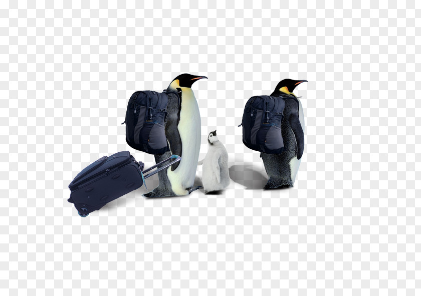 A Penguin Razorbills Computer File PNG