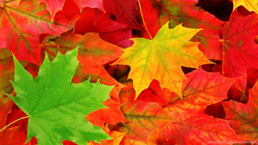 Autumn Leaves Leaf Color Desktop Wallpaper Tree PNG