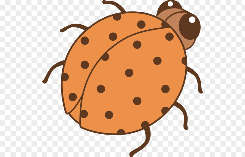 Clip Art Lady Bug Color Ladybird Beetle Orange PNG