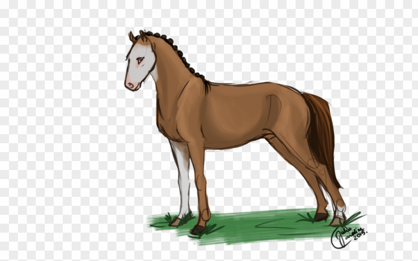 Mustang Foal Stallion Mare Colt PNG