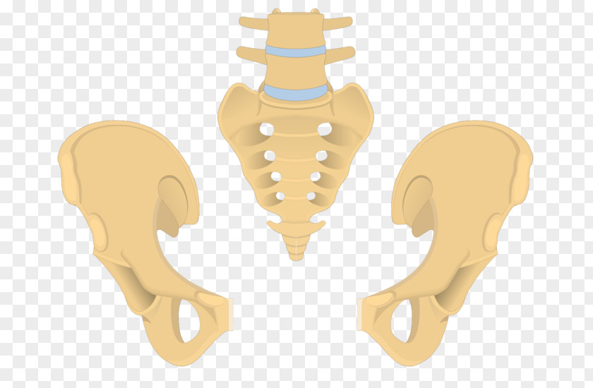 Sacrum Bone Pelvis Coccyx Anatomy PNG