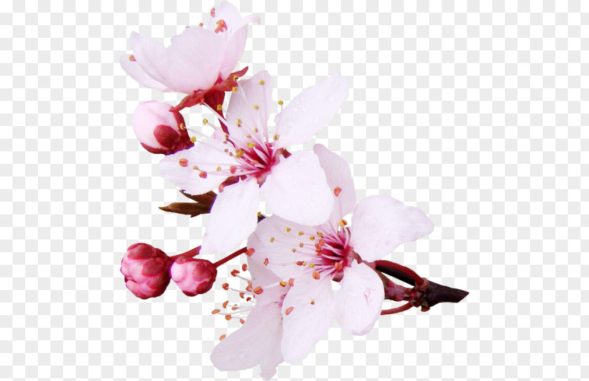 Sakura Fleurs Cherry Blossom Flower Image Clip Art PNG