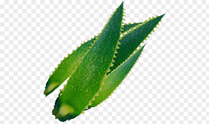 An Aloe Vera Jugo De Medicinal Plants Herb PNG