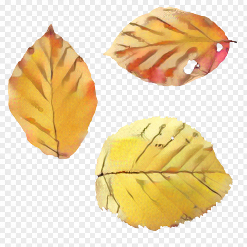 Beech Tree Orange PNG