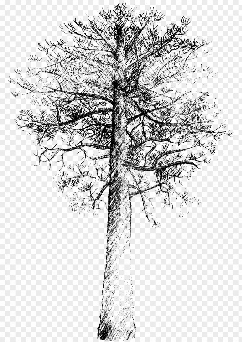 Pine Tree Pinus Contorta Scots Drawing PNG
