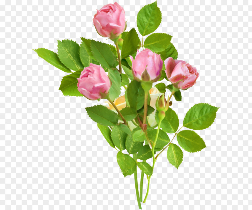 Rose Flower Drawing Animation Clip Art PNG