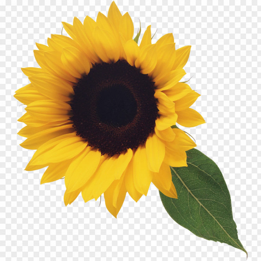 Sunflowers Clip Art Common Sunflower Image PNG