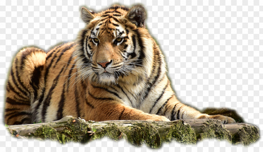 Tiger Art Felidae Bengal Jim Corbett National Park PNG