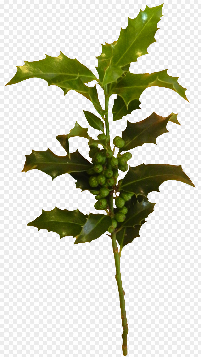 Transparent Creative Work Summary Leaf Plant Stem PNG