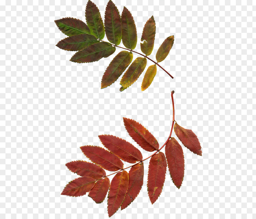 A Sprig Of Rowan Leaf Clip Art PNG