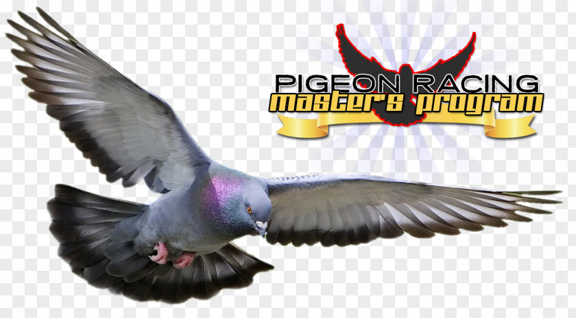 Bird Columbidae Racing Homer Homing Pigeon Squab PNG