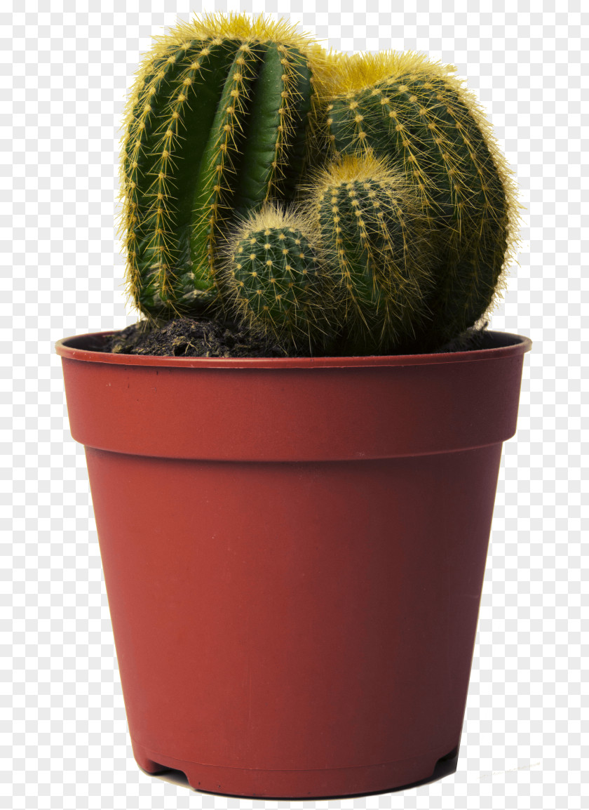 Cactus Happy Cactus: Choose It, Love Let It Thrive Golden Barrel Succulent Plant PNG